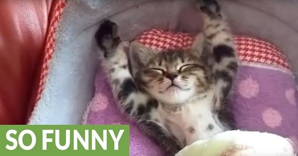 Sleepy Kitten Absolutely Refuses to Get Out of Bed