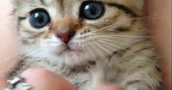 Cute Little Kitten is Guaranteed to Brighten Your Day