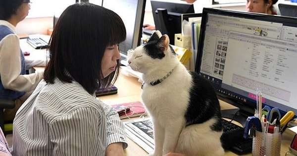 Company Decides To Bring In Cats To Counter Employee Stress