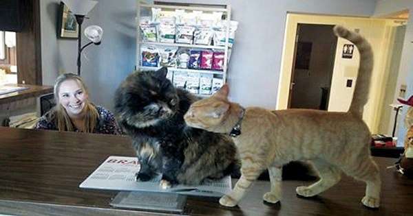 Pushy Ginger Cat Named Elsa Completely Takes Over Veterinary …