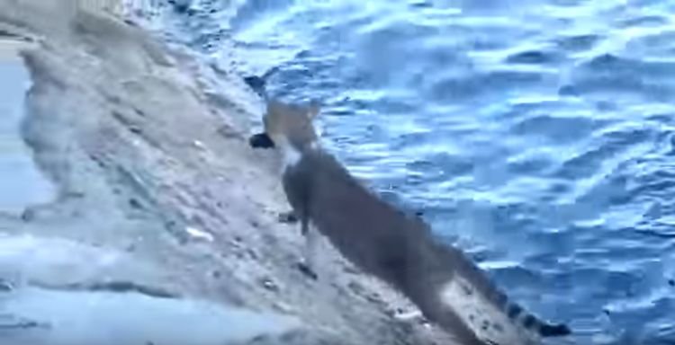 Cat Keeps A Close Eyes On The Water – Wait Until You See Why