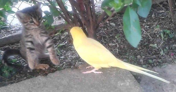 Parrot Tries To Befriend Cautious Kitten