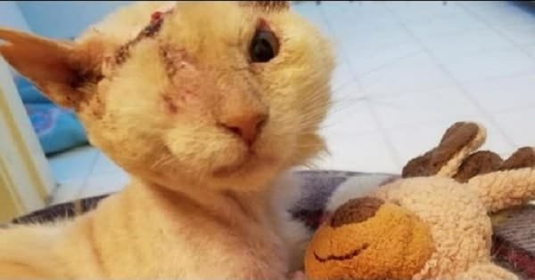 Cat Who Survived Terrible Acid Attack Finds Comfort In A …