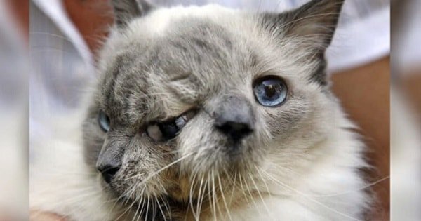 Two Faced Kitty Named Frank And Louie Set A World Record, But Then Sadly …