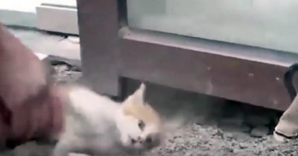 Kitten Cries For Help Through Glass Panel As Rescuers …