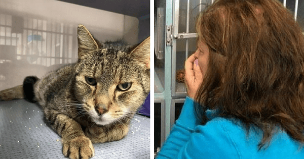 Cat Gives His Family A Very Unexpected Surprise 2 Years After His Disappearance