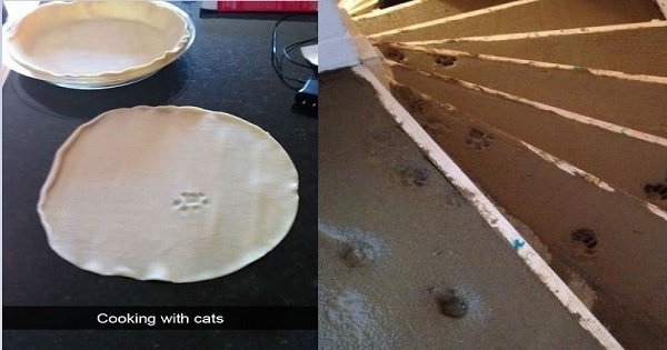 The 10 Times Cats Walked All Over Your Stuff And Didn’t Give A Damn