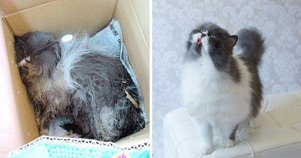 Before And After Pics Of Happy Rescued Cats
