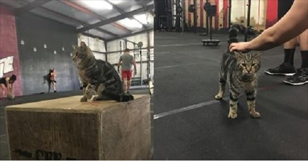 Adorable Cat Arrives Everyday To Help Motivate Gym Members