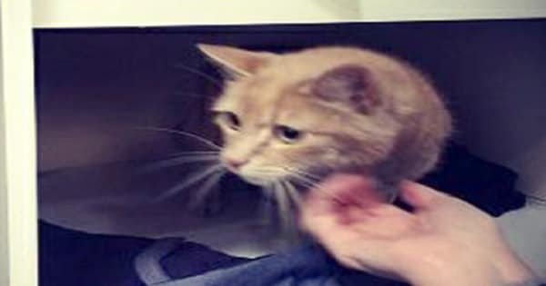 Cat ‘Being Suitably Spoilt’ After He Is Found Alive in …