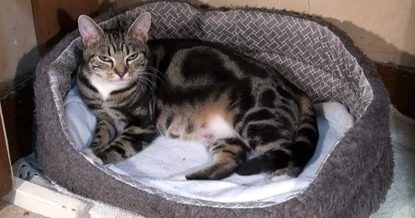 Sparta The Cat Gives Birth
