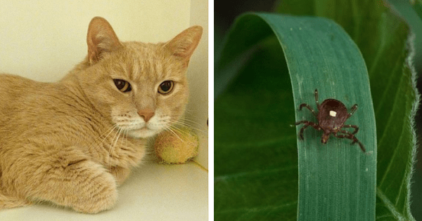 New Warning Issued To Cat Owners After Spike In Cases Of Deadly …