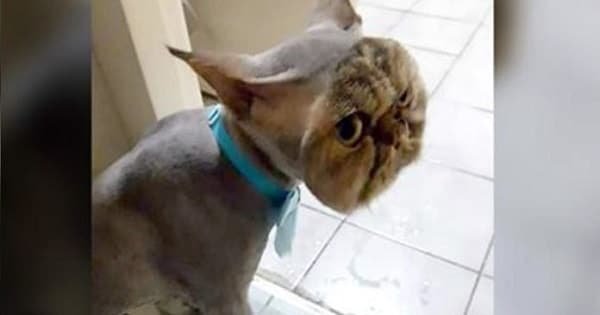 Cat Goes To The Groomer And Returns Home Looking Like This