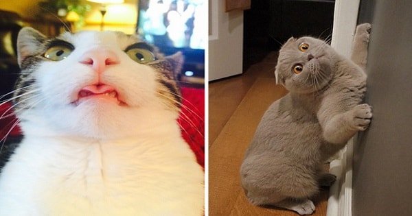 21 Photos Proving That Yes, Cats Truly Are Cute, But They’re Also Big Weirdos