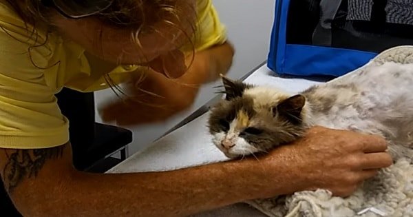 The Emotional Reunion Of A Man and His Lost 20-Year-Old Blind And Deaf Cat
