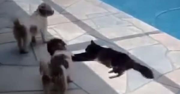 Cat Was Lying Down By The Pool And Teaches Annoying Dogs A Lesson