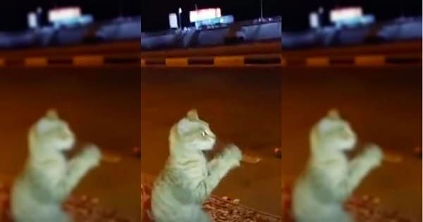 Sneaky But Smart Cat Pretends To Be Human To Avoid Confrontation With Dog …