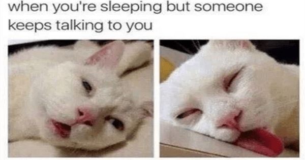 34 Memes You Will Only Understand If Your Cat Is In Charge Hilarious