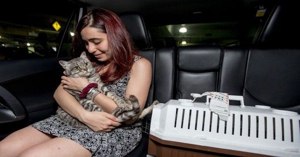 Syrian Refugees Reunited With ‘Grumpy Cat’ They Were Actually Forced To …