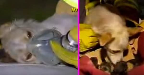 Heroic Dog Risks His Own Life To Save Four Newborn Kittens From Fire