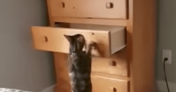 Cat Just Wants Some Private Time In Dresser – How He Gets There Will Leave You Jaw-dropped