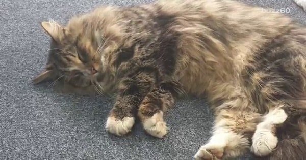 Cat Who Was Missing For Over A Year Found In – You’ll Never Guess What