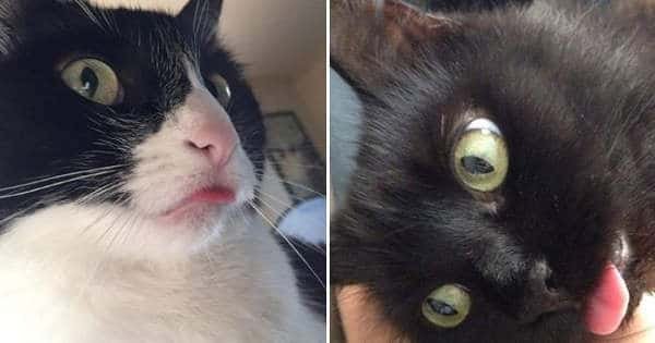 10+ Cats Who Somehow Forgot To Put Their Tongues Away!