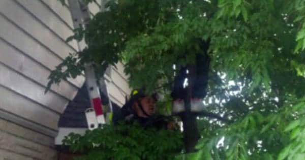 New Jersey Boy Rescued From Tree After Climbing It To Help Cat …