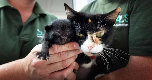 Cat Re-assuringly Nuzzles Kitten After She Was Dumped At …