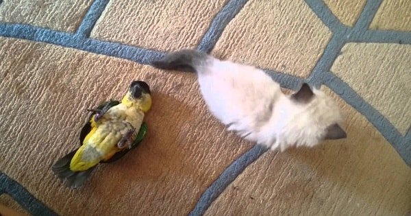 This Kitten and Parrot Battle For Supremacy Although – They’re Really Best Buddies