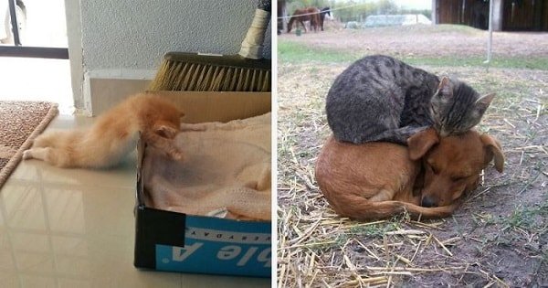15+ Pics Proving That Cats Can Sleep Pretty Much Anywhere