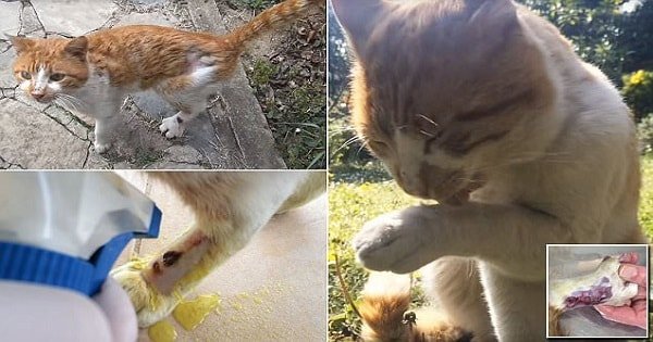 Cat Arrives At Family’s Doorstep Meowing In Pain And Then …