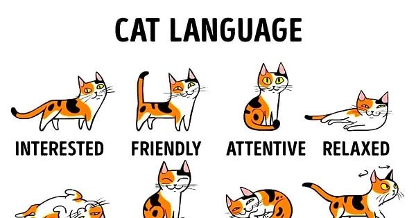 How To Understand Your Cat Better