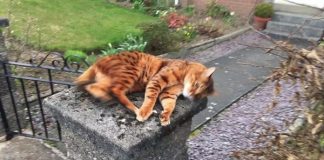 Where Have You Been Human? Kitty Welcomes His Human Home In Wonderful Way!