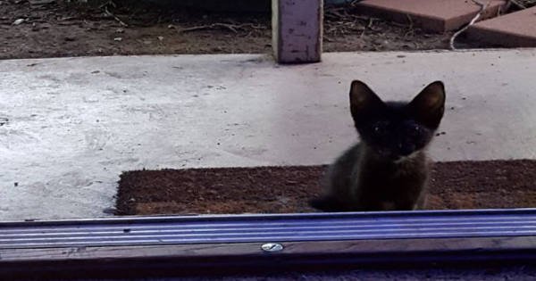 Woman Opens The Door To Find This Tiny Tortie Kitten Waiting For …
