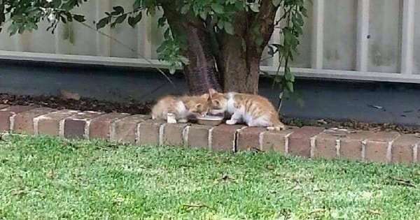 Two Lost Kittens Had Nothing But Each Other