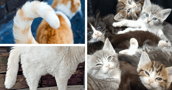 9 Great Tips To Understanding What Cats Are Trying To Tell You With Their Tails