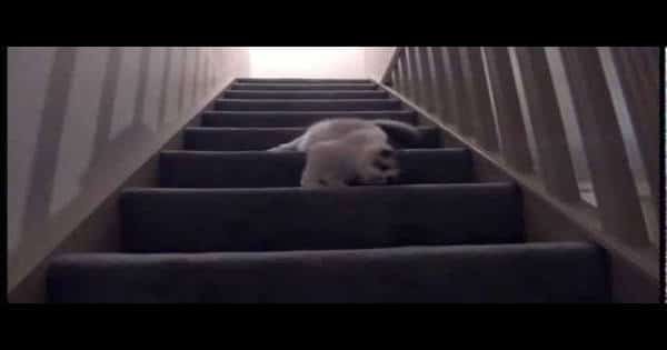 Ragdoll Cat Loves ‘Tumbling’ Down the Stairs