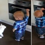 Caring Cat Stops Baby From Opening Oven