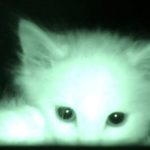 What Kittens Do At Night!