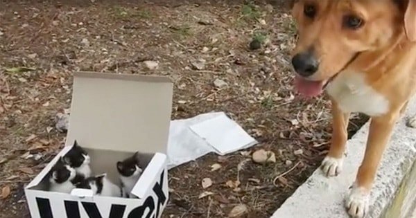 Curious Dog Discovers Box of Abandoned Kittens And Instantly Decides to Become Their Dad