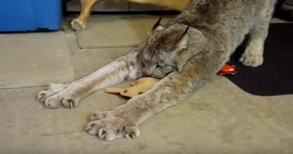 Lynx Receives A Toy Bunny As A Present – And His Reaction Is Priceless