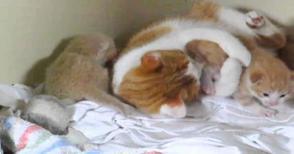 Mother Cat Hugging Her Precious Kittens
