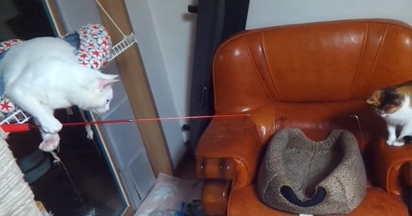 Cat Goes Fishing – And Catches Another Cat