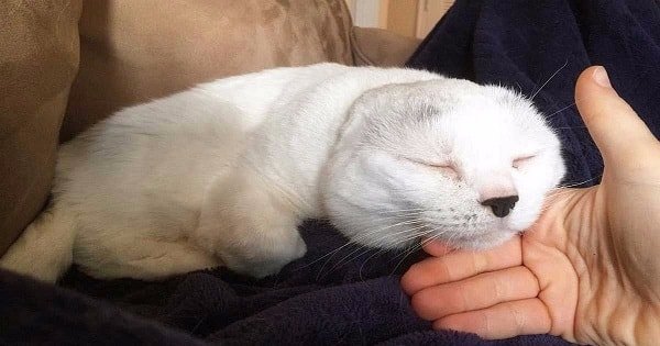 Woman Lovingly Saves Cat With No Ears And The Act Changed Her ….
