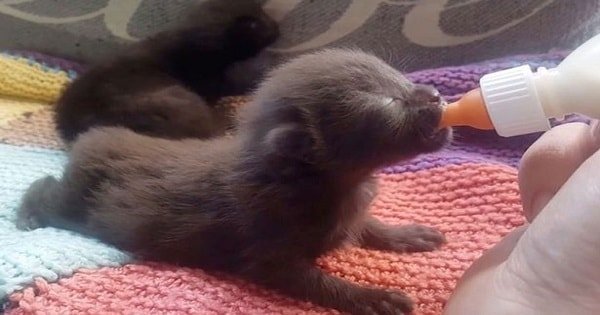 Newborn Kitten Cruelly Abandoned With Its Umbilical Cord Still Attached, Now Just Can’t Seem To Get Enough …