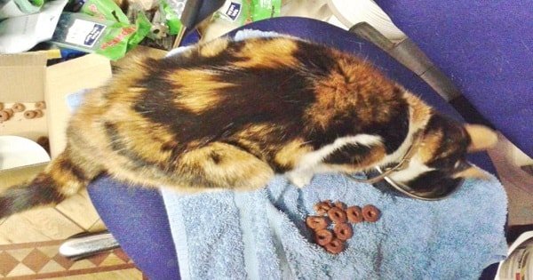 Tortie Cat Spends Over A Month Stuck In A Well With No Food Or …