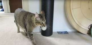 Man Creates Vending Machine For His Cat Using Plastic Balls As Token