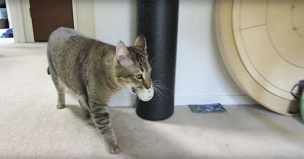 Man Creates Vending Machine For His Cat Using Plastic Balls As Token