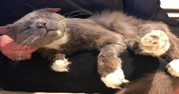 Beautiful Photos of a Rescued Cat With a Broken Jaw Meeting His Forever Family Will Completely Warm Your Heart